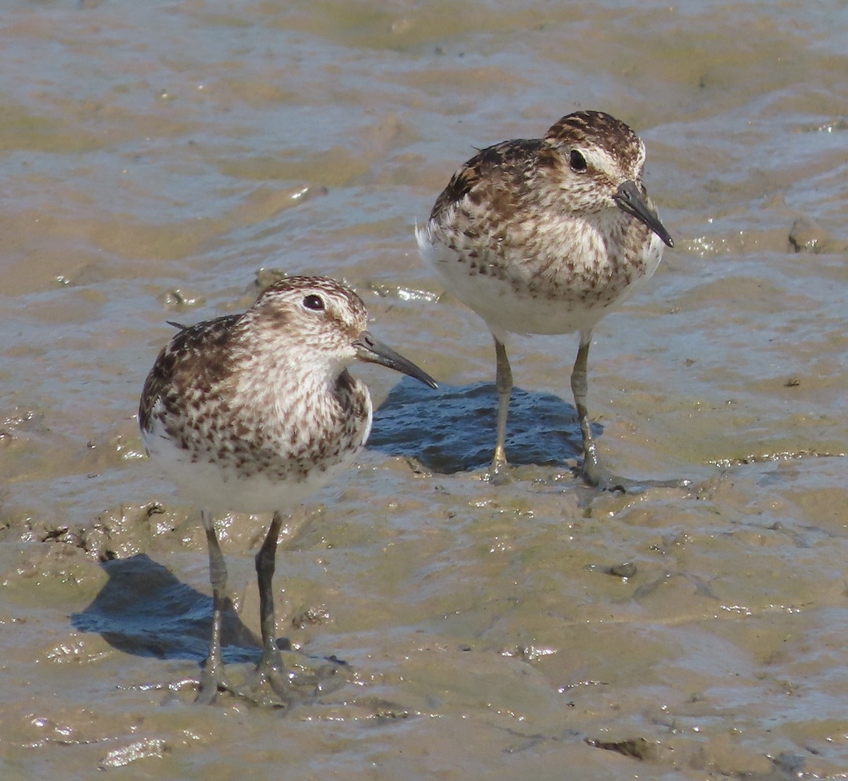 Least Sandpiper - ML622713425