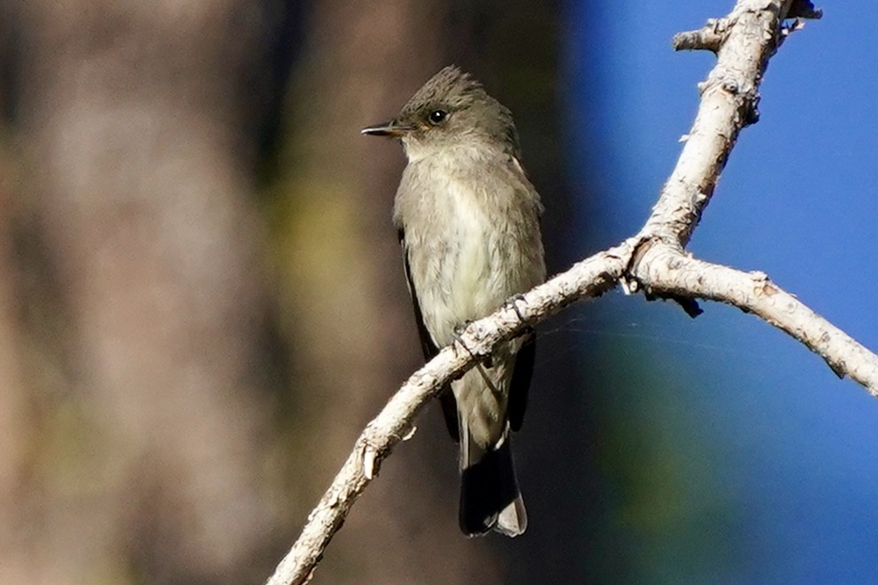 Western Wood-Pewee - ML622713487