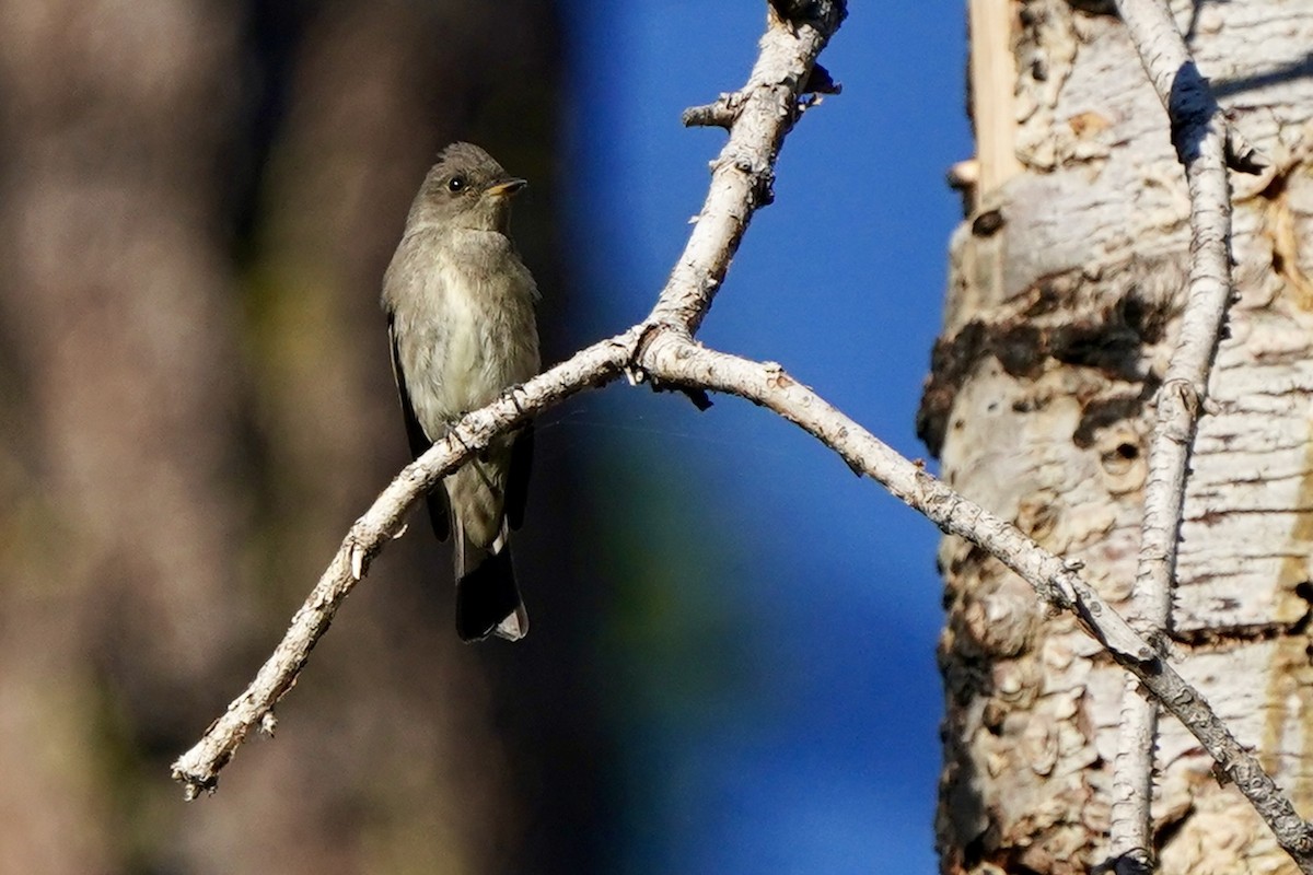 Western Wood-Pewee - Eric Bashor