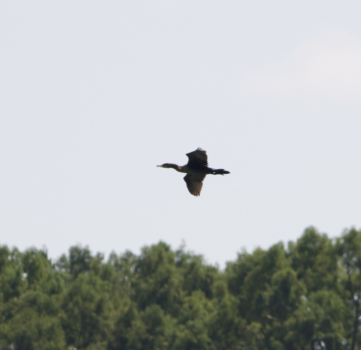 Double-crested Cormorant - ML622713501