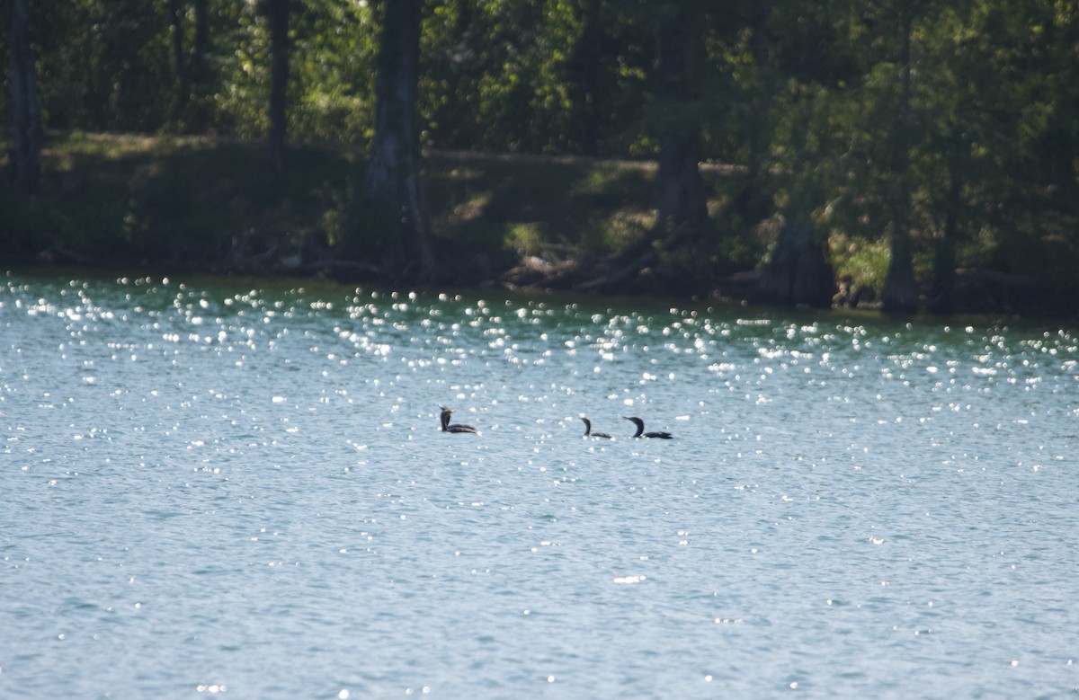 Double-crested Cormorant - ML622713503