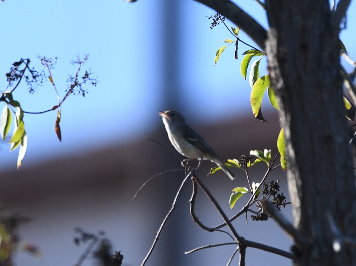 Bell's Vireo (Least) - Doug Lithgow