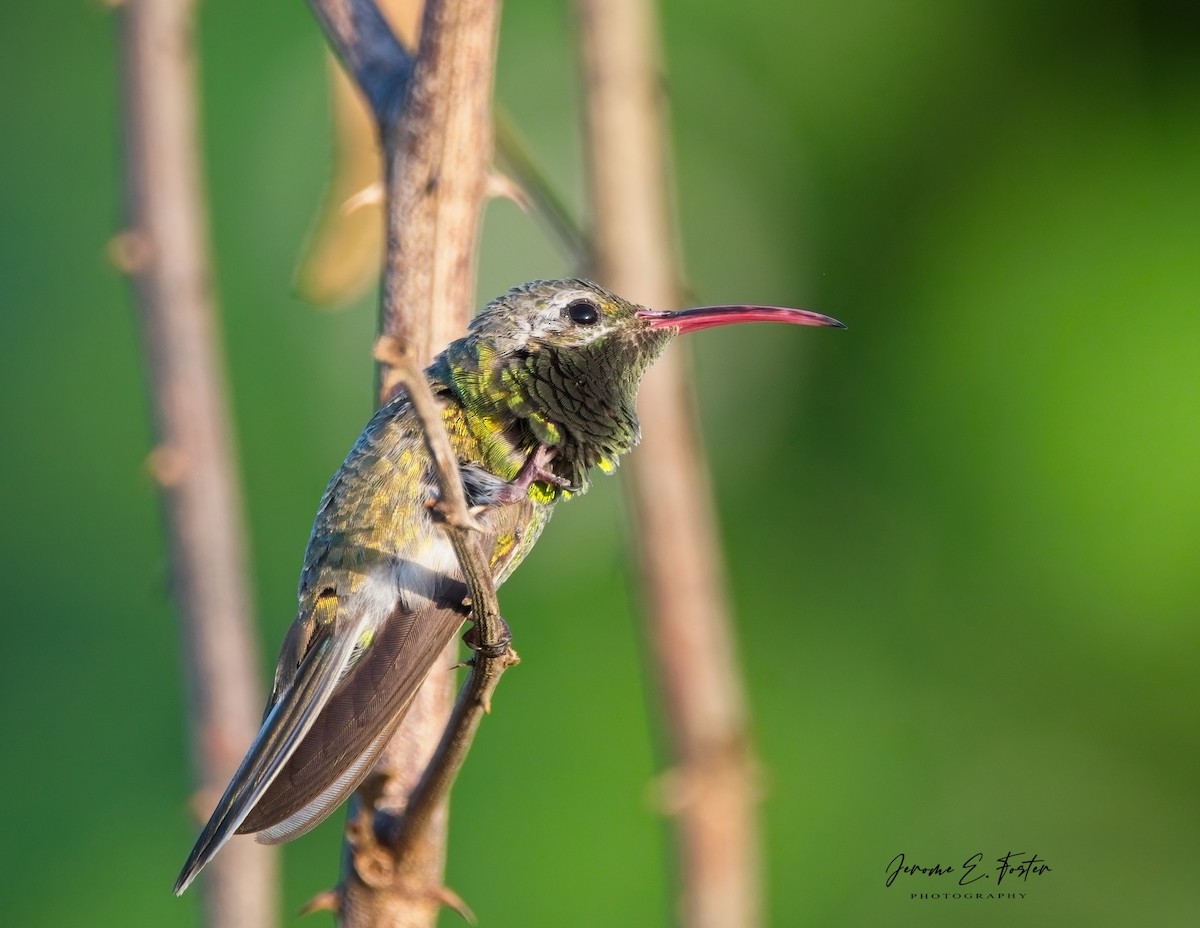 White-tailed Goldenthroat - ML622713540