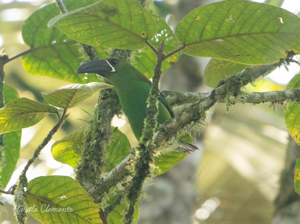 Crimson-rumped Toucanet - ML622713548