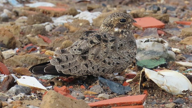 Nacunda Nighthawk - ML622713550