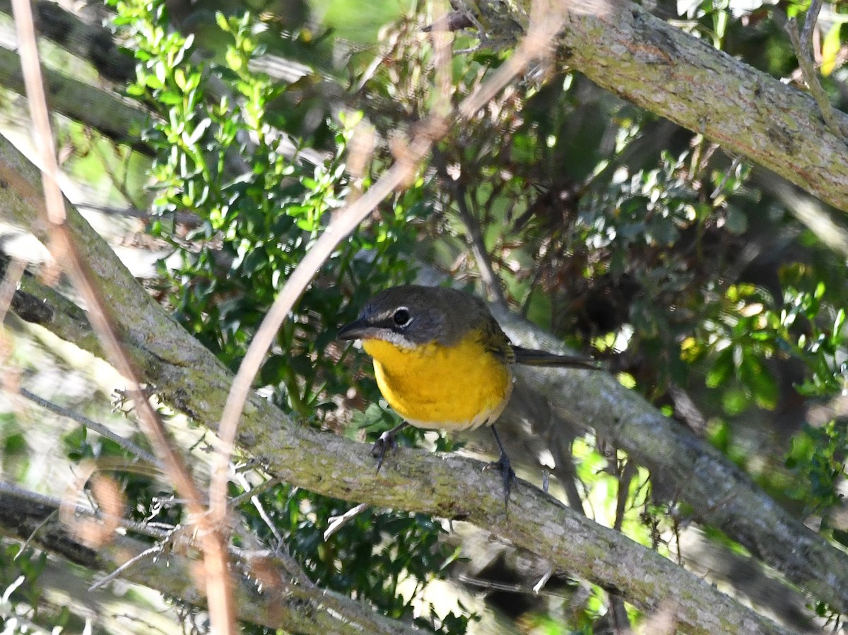 Yellow-breasted Chat - ML622713555