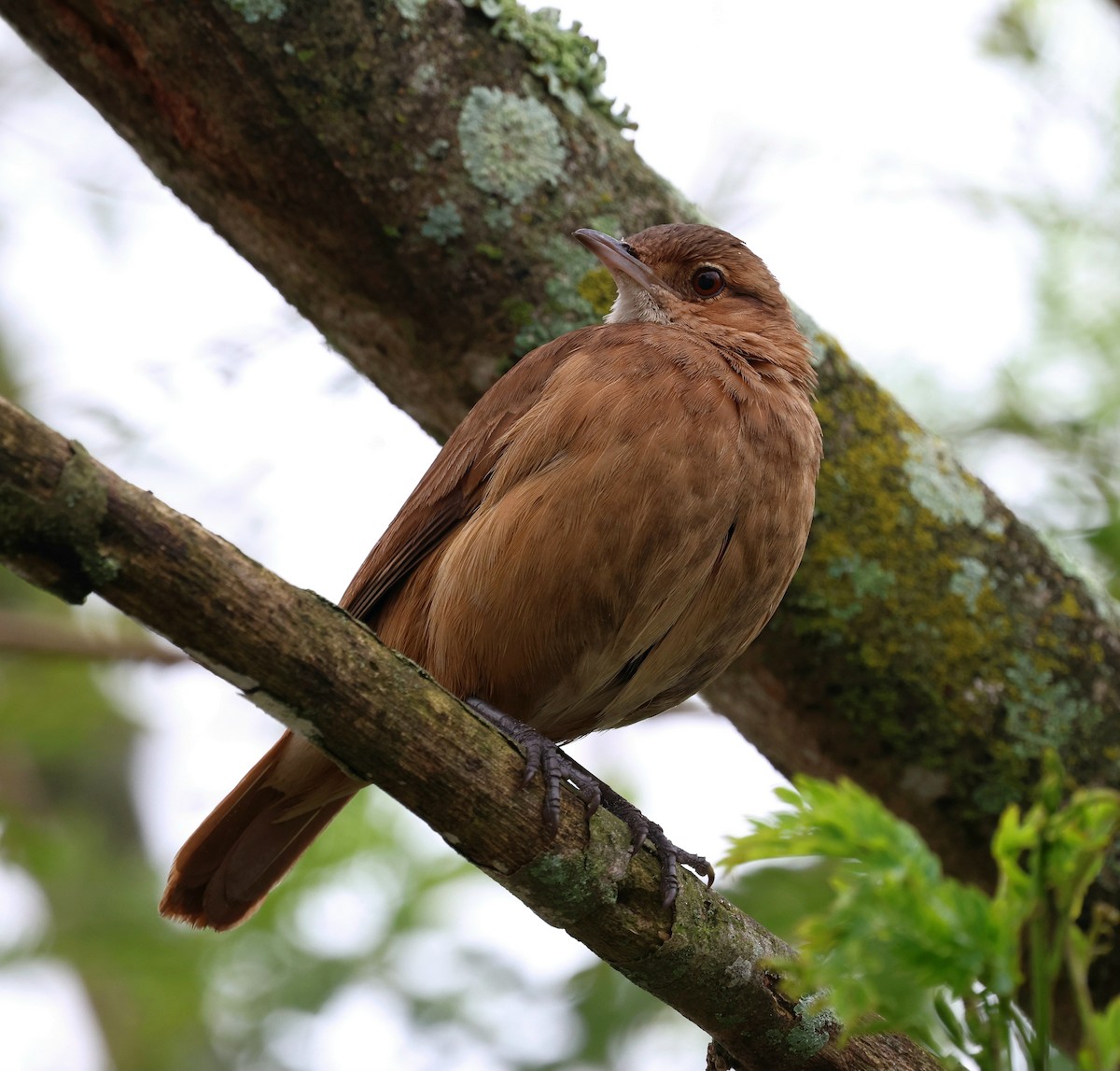 Rufous Hornero - Miguel Podas