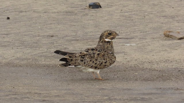 Nacunda Nighthawk - ML622713573