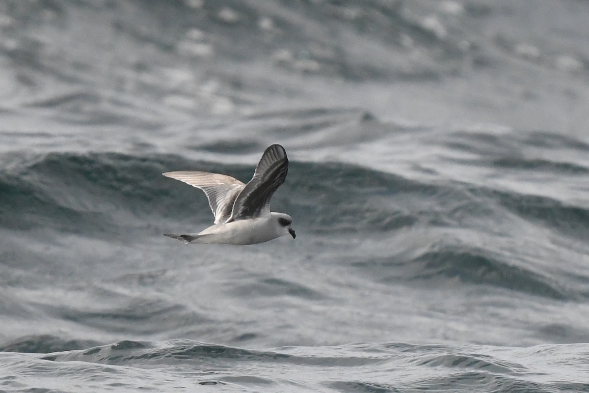 Fork-tailed Storm-Petrel - Charlie Wright