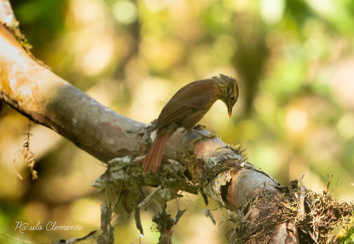 Scaly-throated Foliage-gleaner - ML622713577