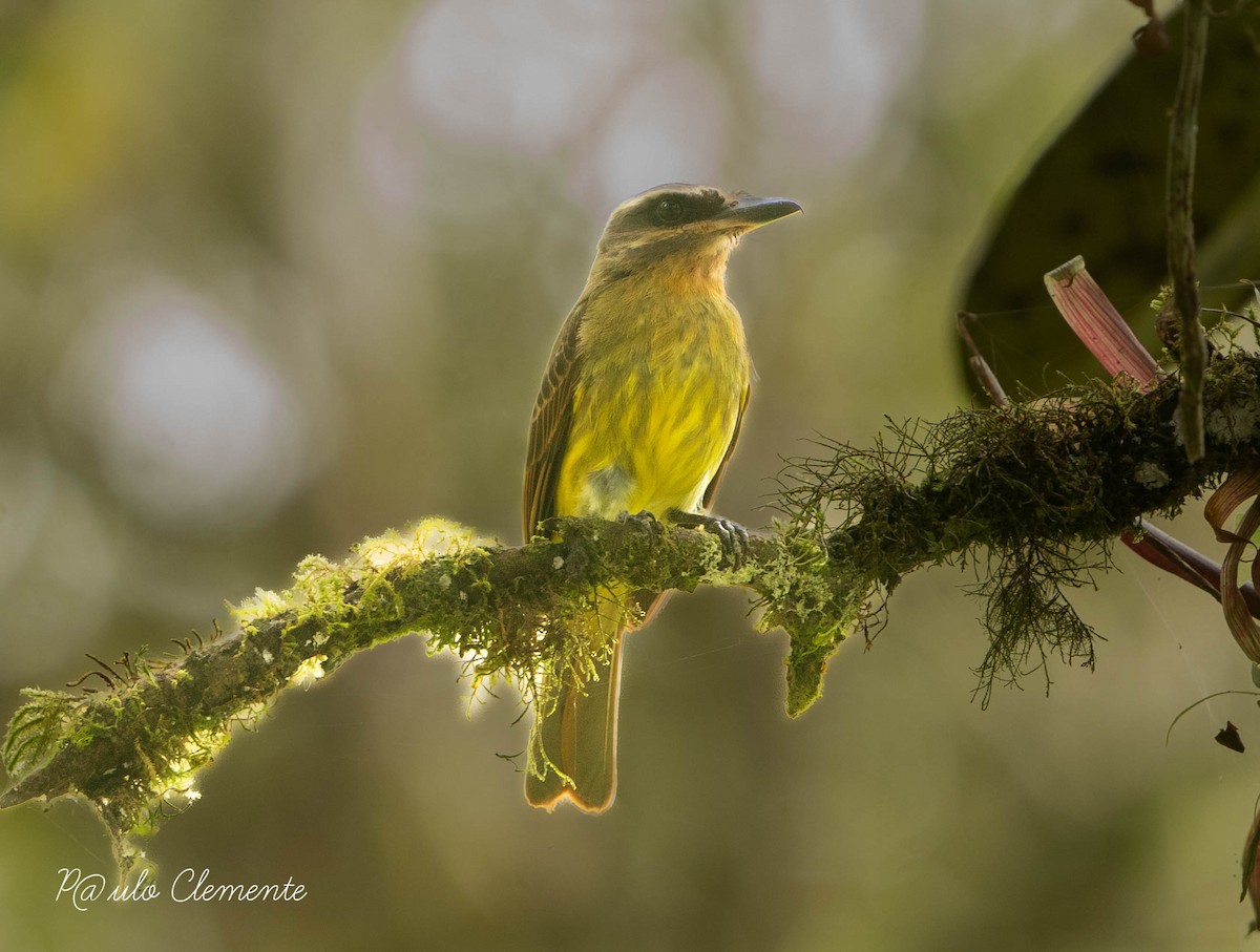 Piratic Flycatcher - ML622713596