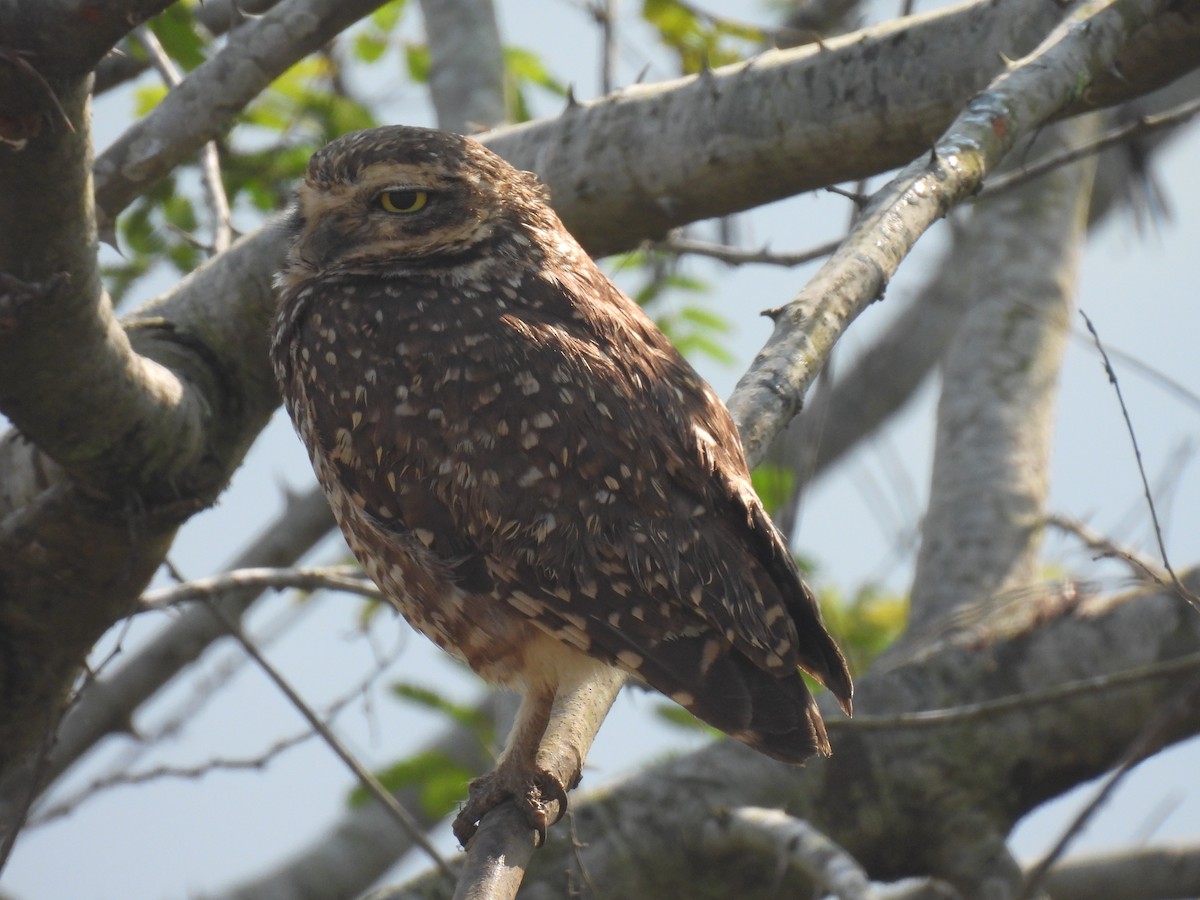 Burrowing Owl - Rosana Cangello