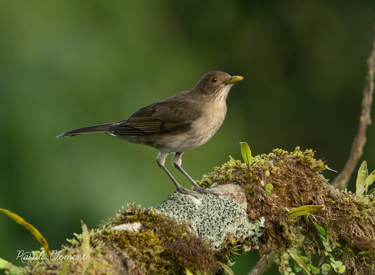 Ecuadorian Thrush - ML622713604