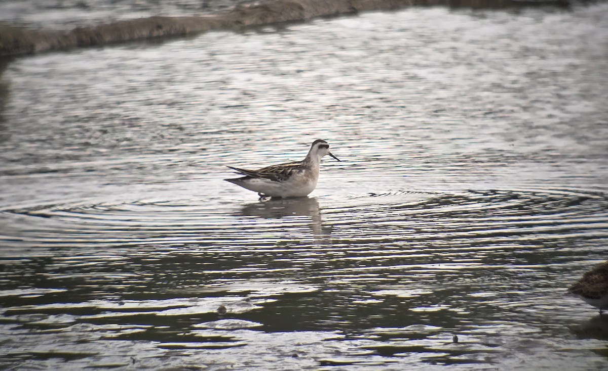 Phalarope à bec étroit - ML622713613