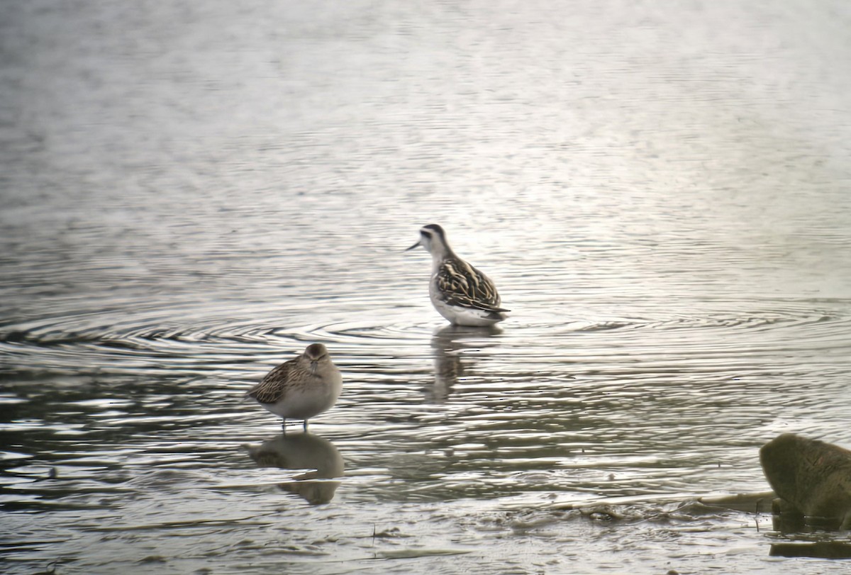 Phalarope à bec étroit - ML622713618