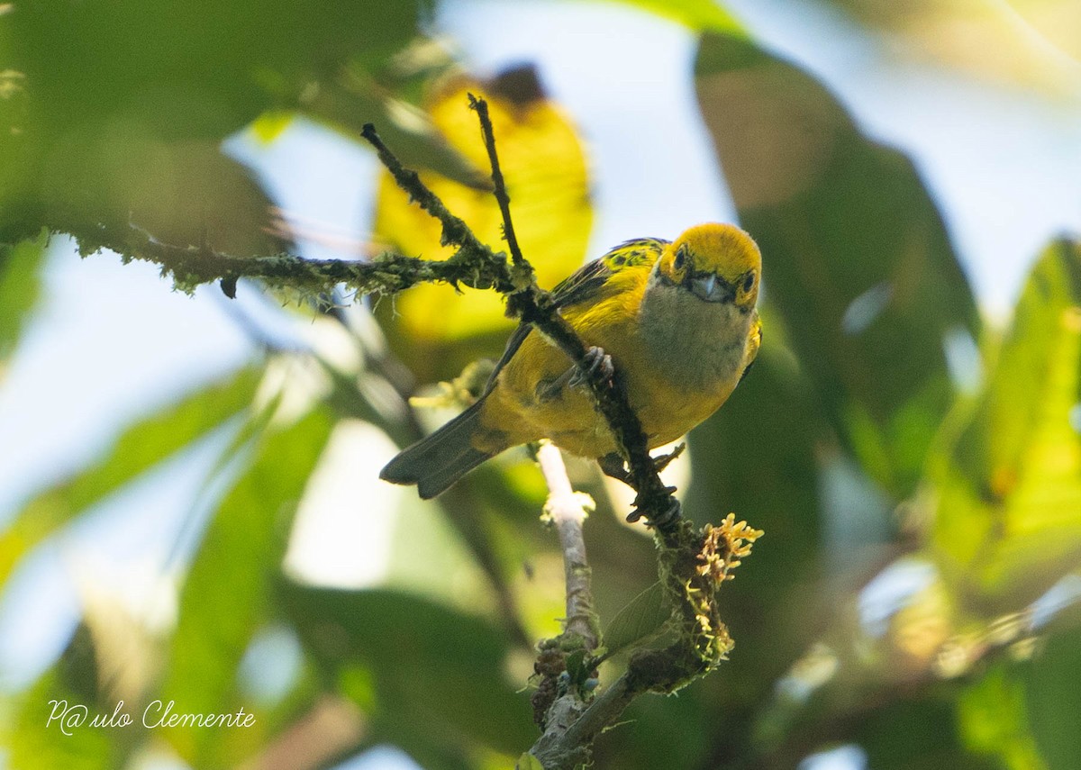 Silver-throated Tanager - ML622713619