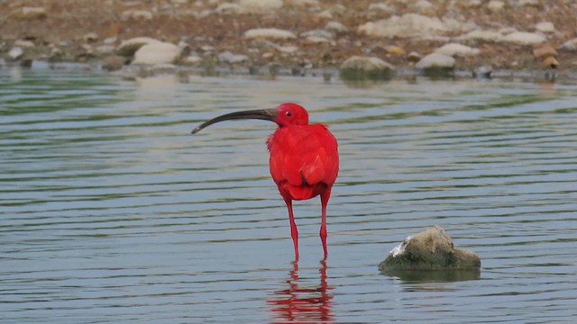 ibis rudý - ML622713646