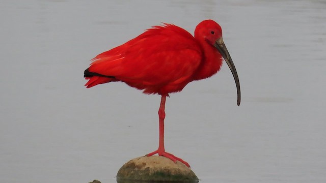 ibis rudý - ML622713649