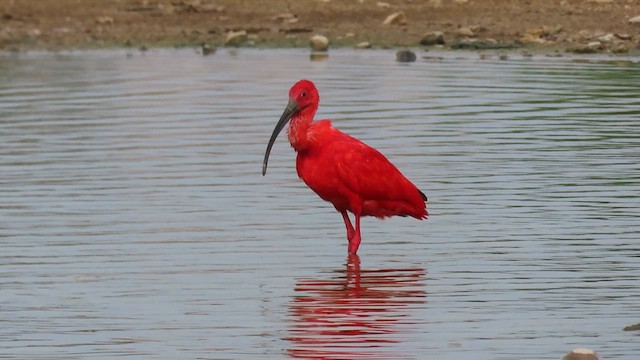 ibis rudý - ML622713657