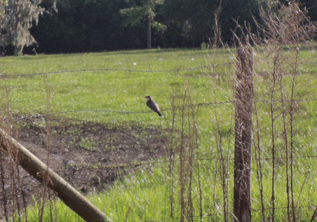 Eastern Kingbird - ML622713683