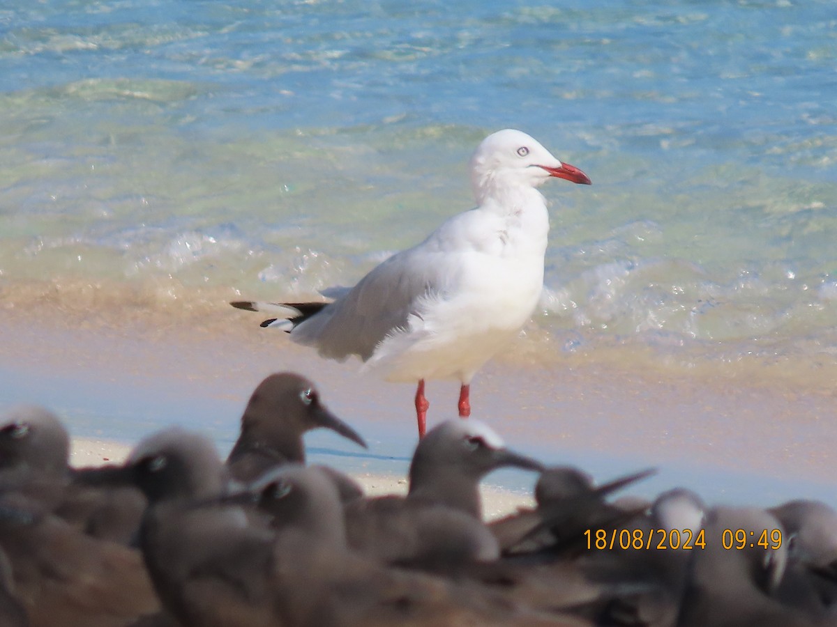 Silver Gull - ML622713838