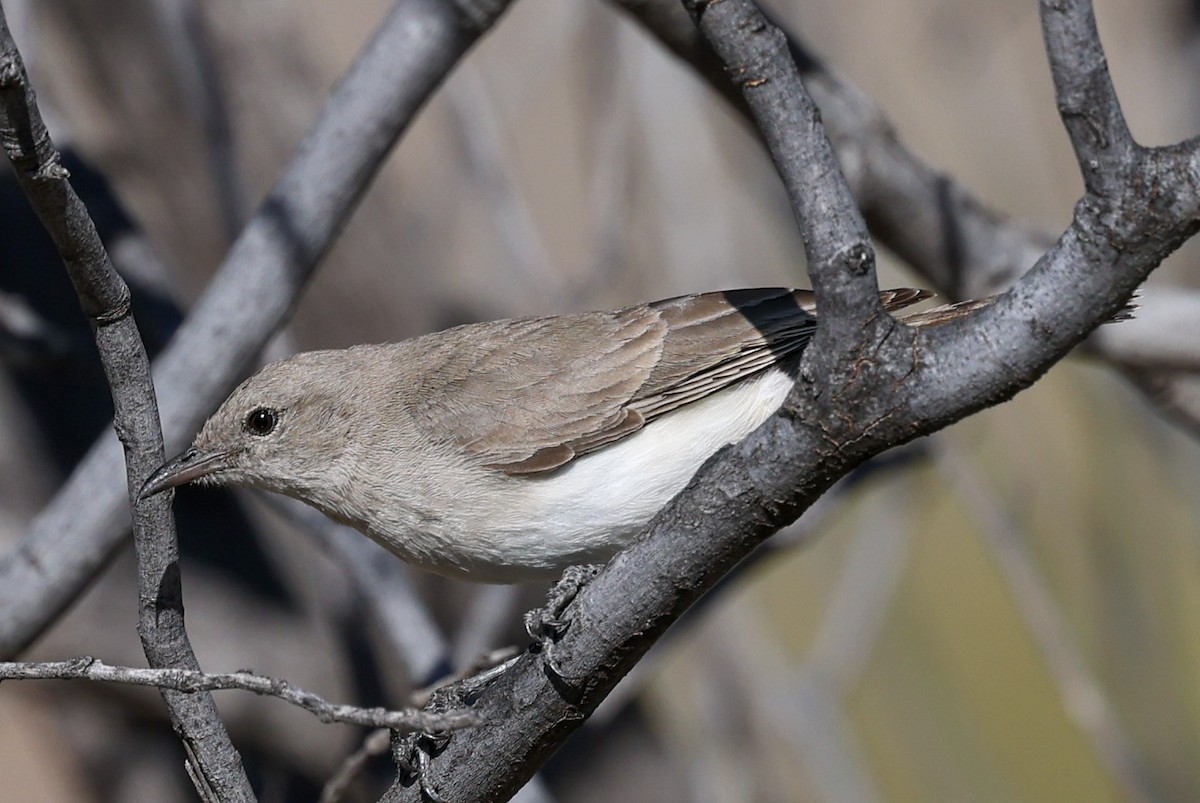 Gray Honeyeater - ML622713860