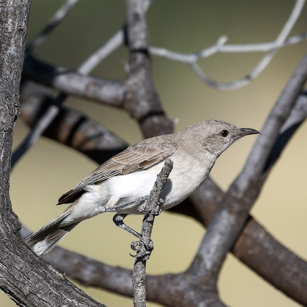 Gray Honeyeater - Luke Enright