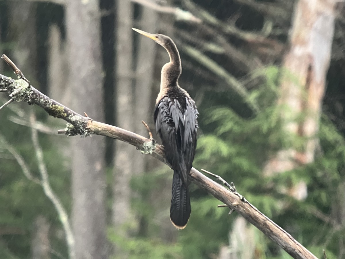 Anhinga - ML622713864