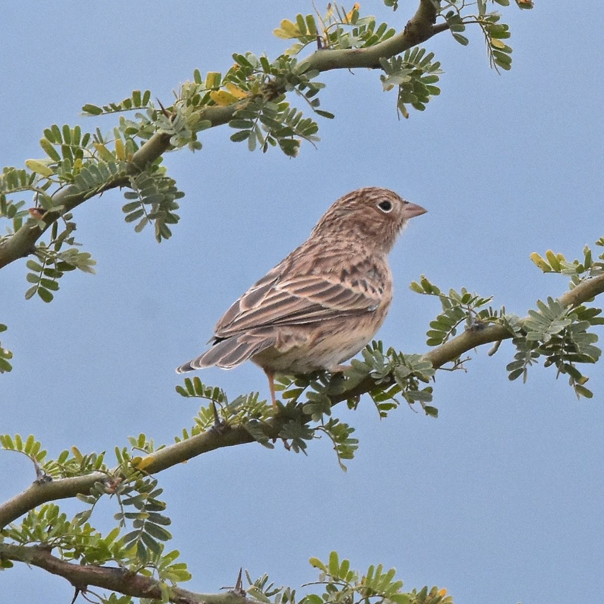 Carbonated Sierra Finch - ML622714074