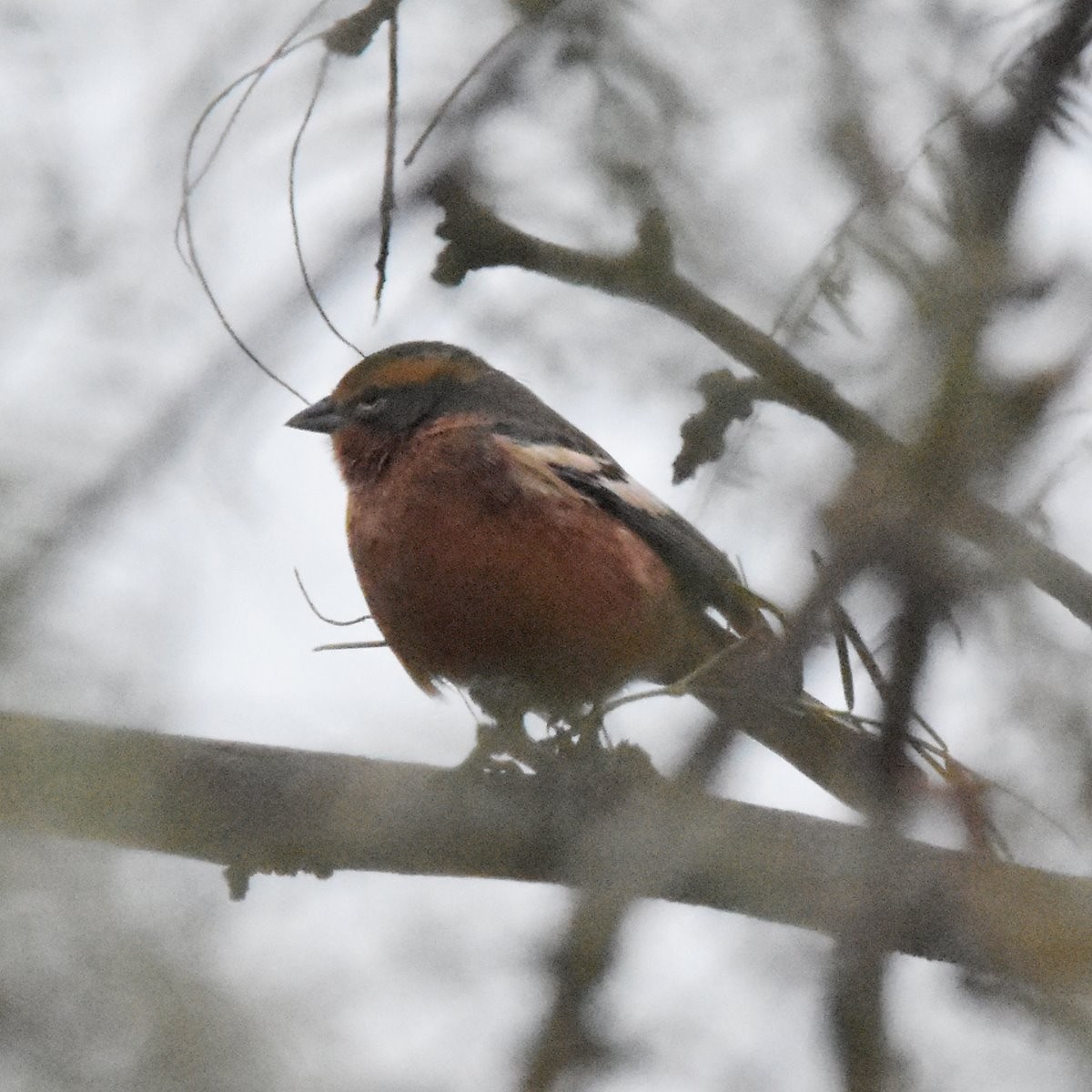 Cinnamon Warbling Finch - ML622714076