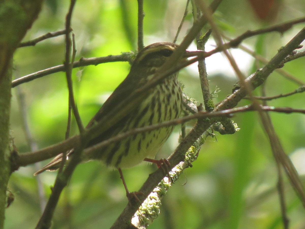 Northern Waterthrush - ML622714111