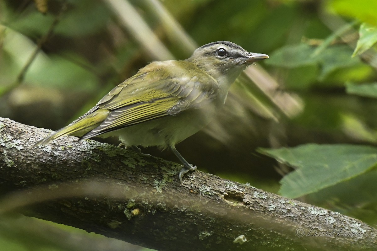 Vireo Ojirrojo - ML622714190