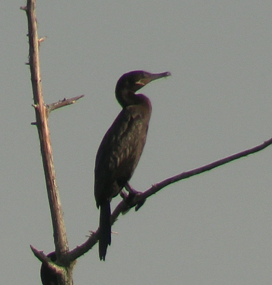 Neotropic Cormorant - ML622714394
