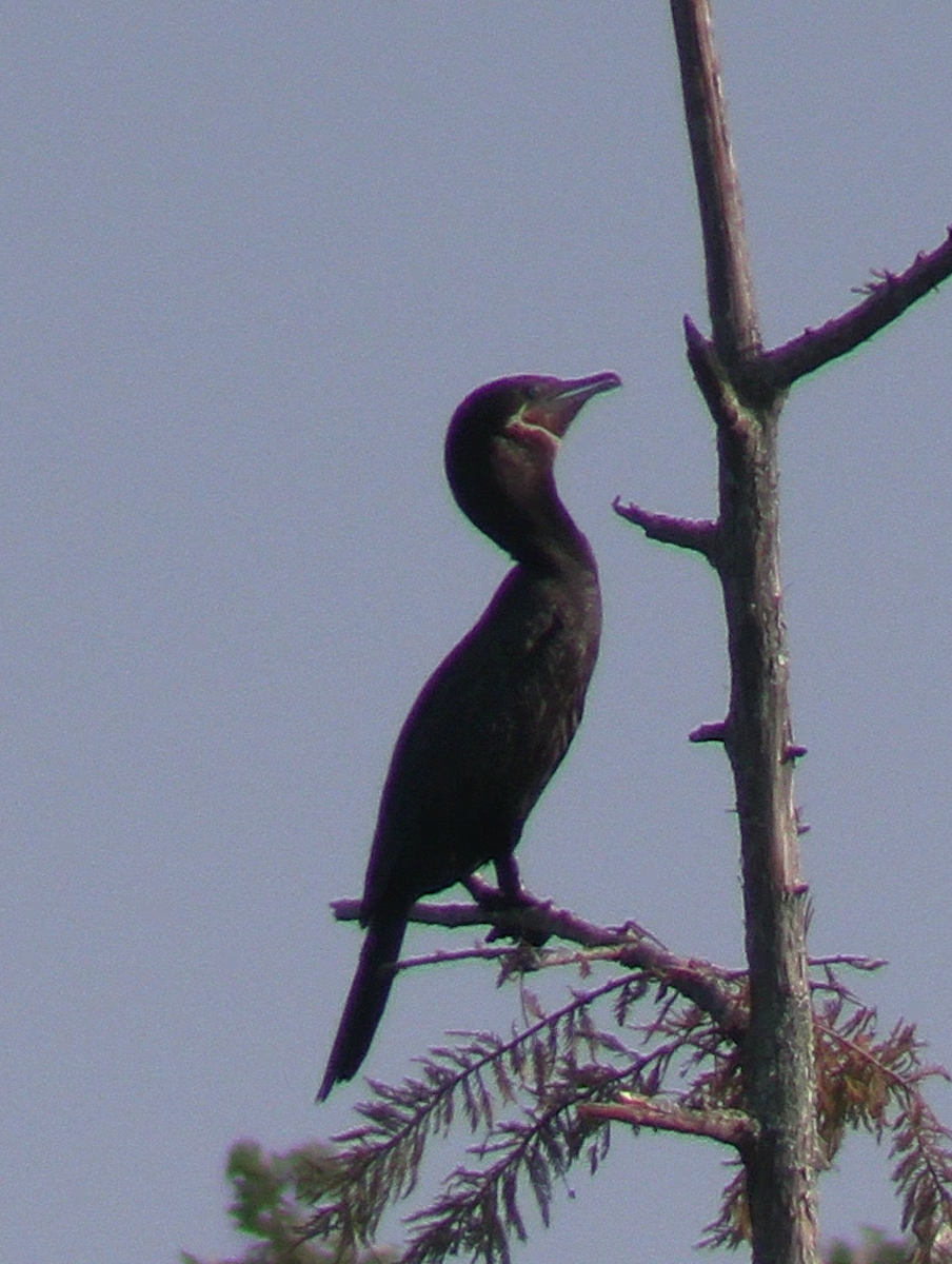 Neotropic Cormorant - ML622714395