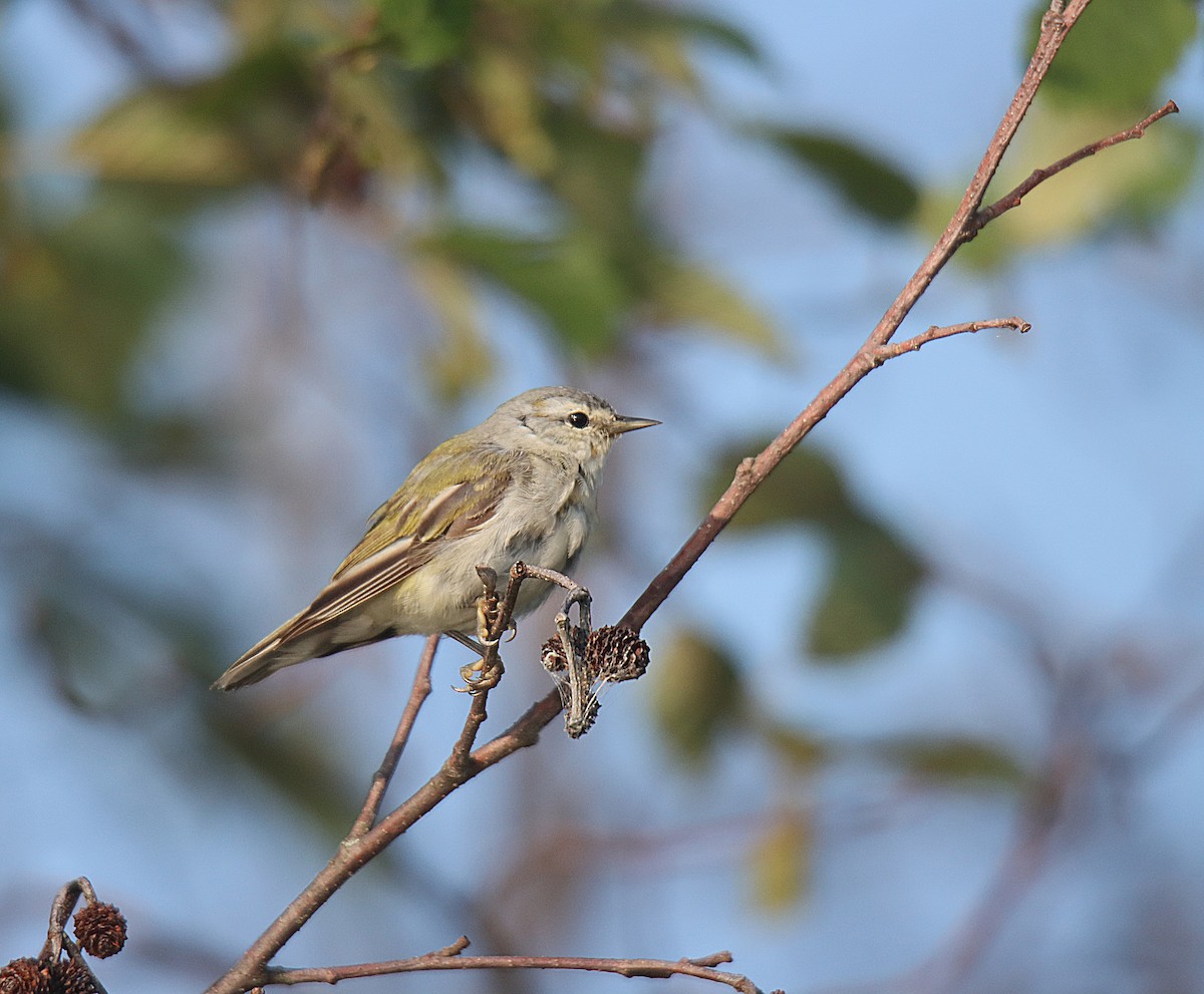 Tennessee Warbler - Sylvain Lépine