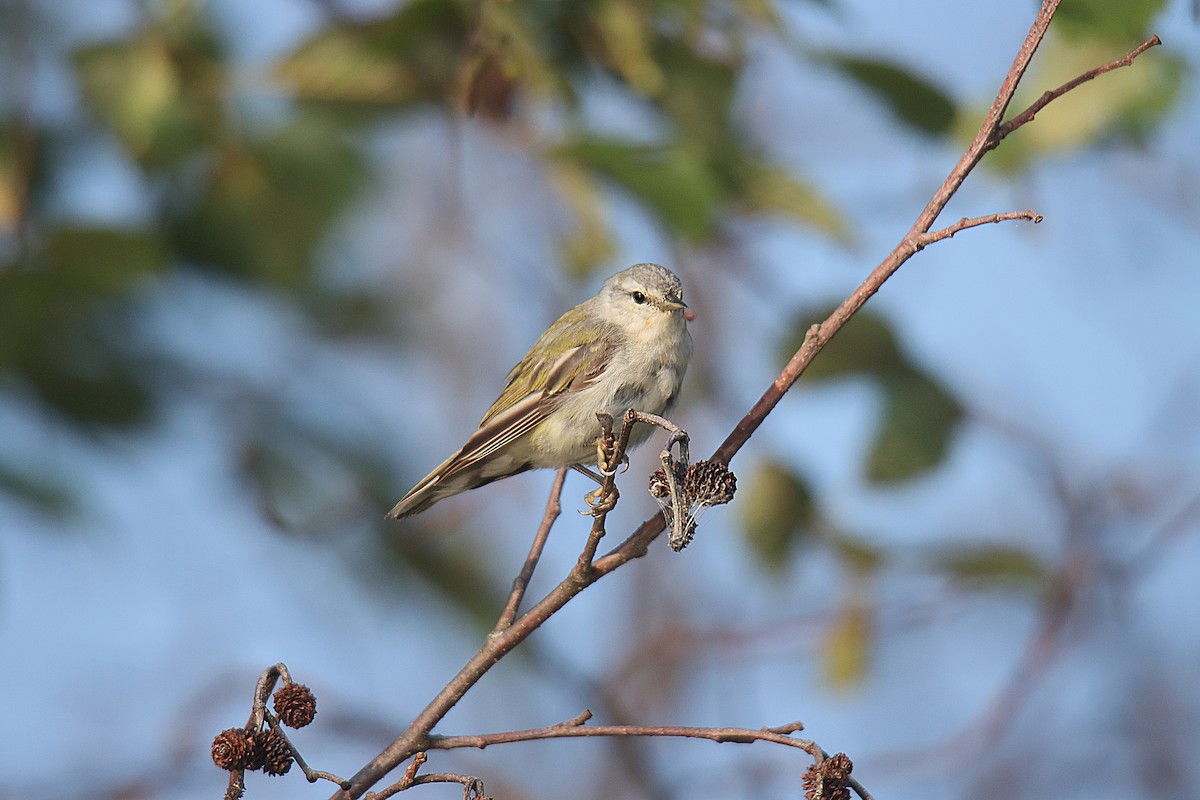 Tennessee Warbler - ML622714460