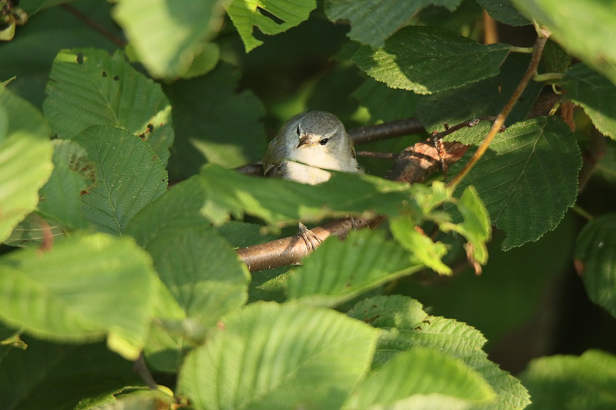 Tennessee Warbler - ML622714461
