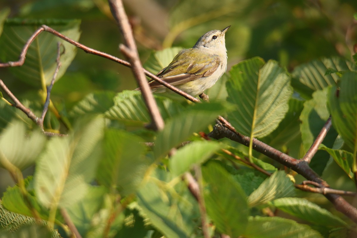 Tennessee Warbler - ML622714462