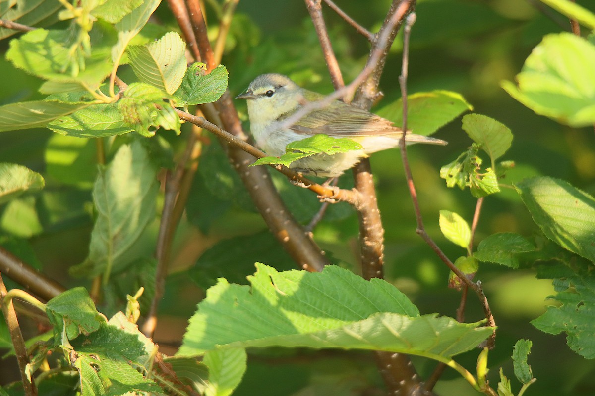 Tennessee Warbler - ML622714463
