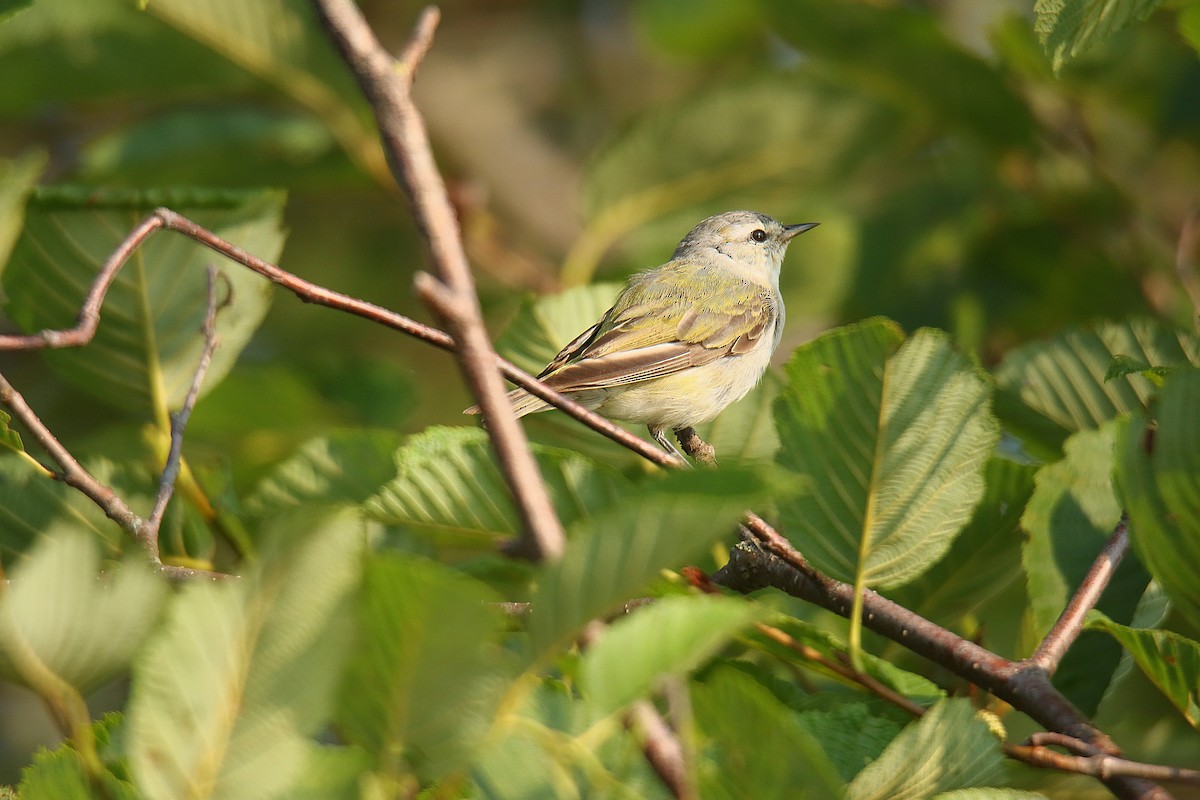 Tennessee Warbler - ML622714465