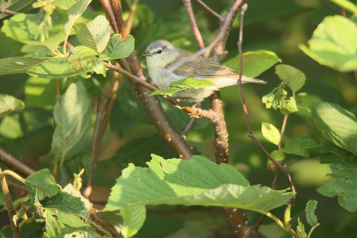 Tennessee Warbler - ML622714466
