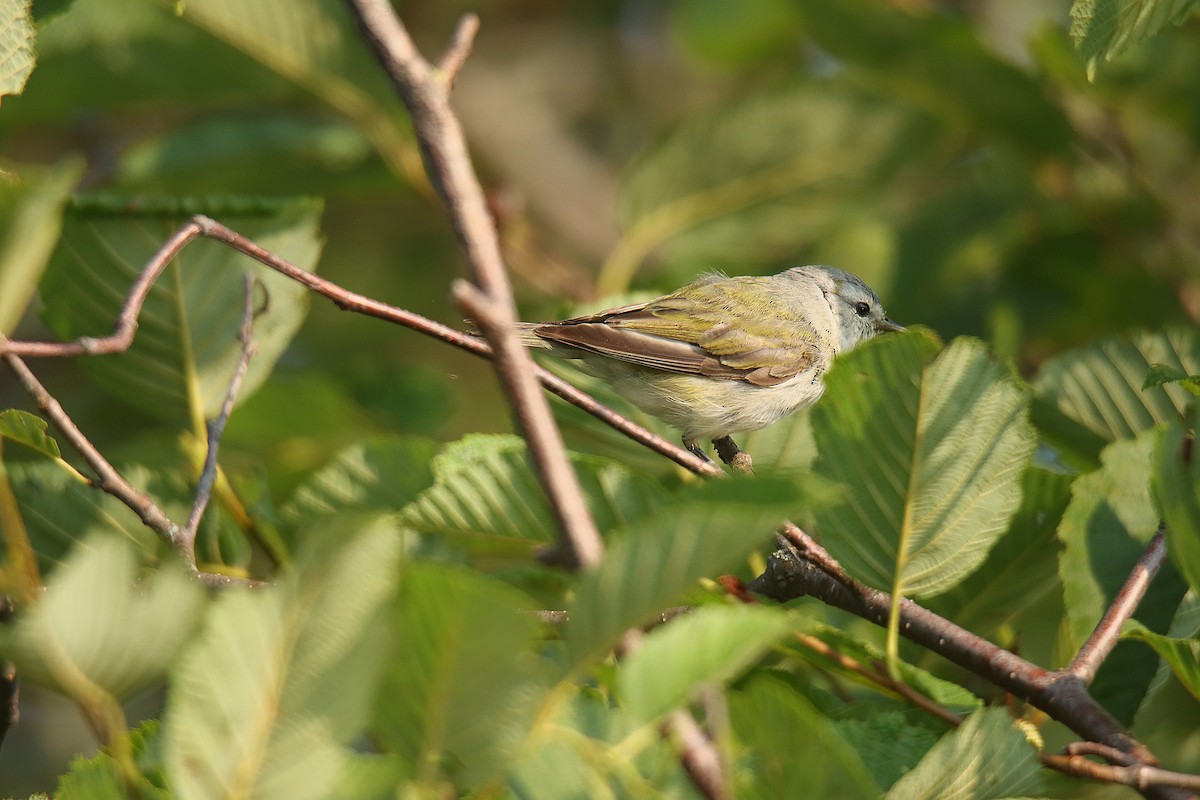 Tennessee Warbler - ML622714467
