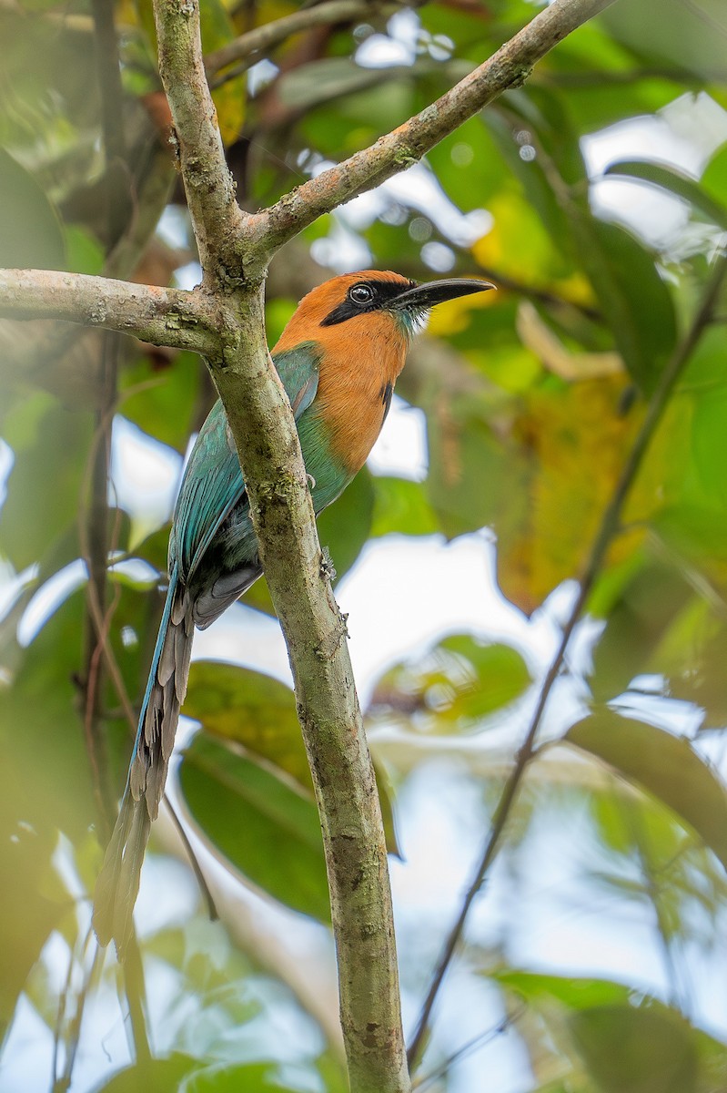 Motmot à bec large - ML622714494