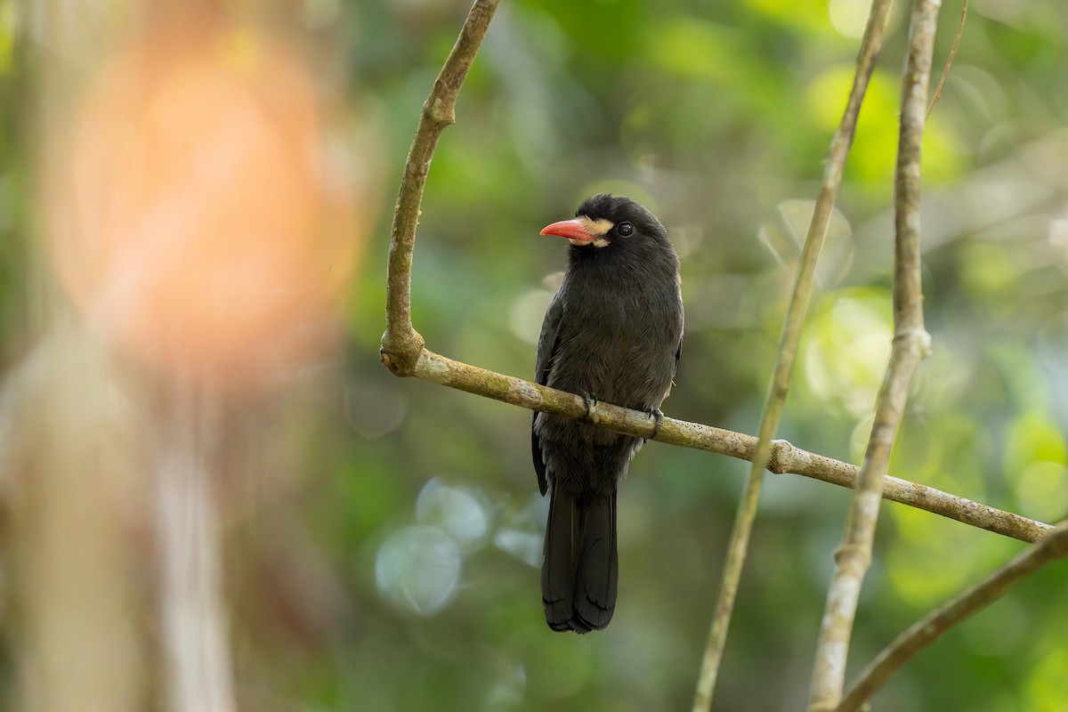 White-fronted Nunbird - Jorge Claudio Schlemmer