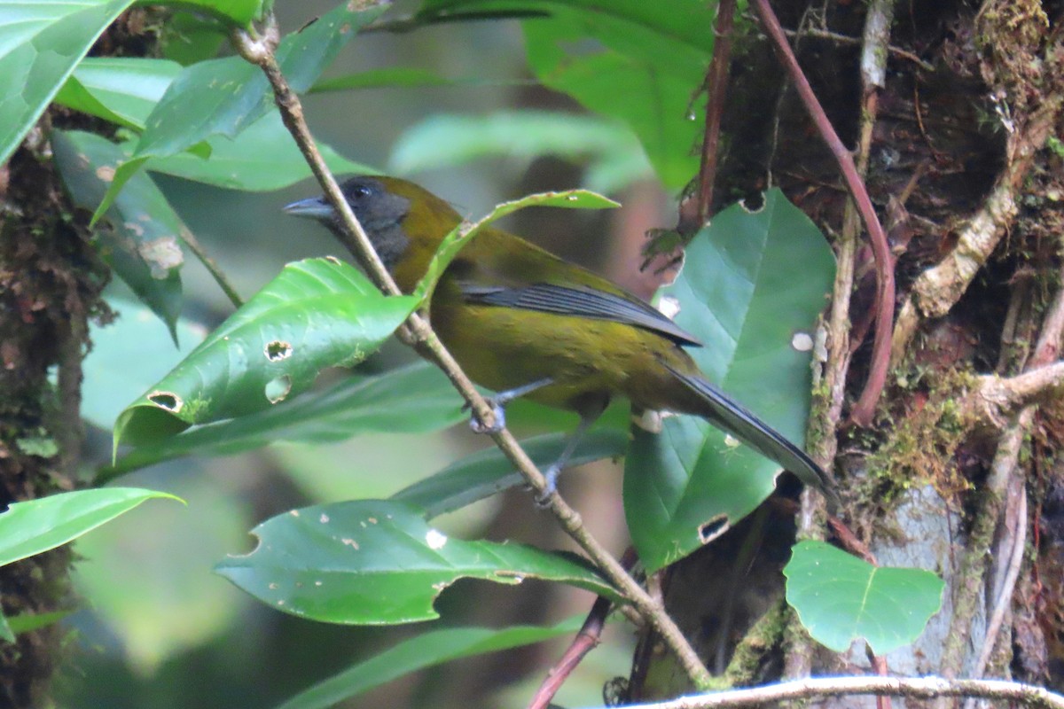 Olive-backed Tanager - ML622714528