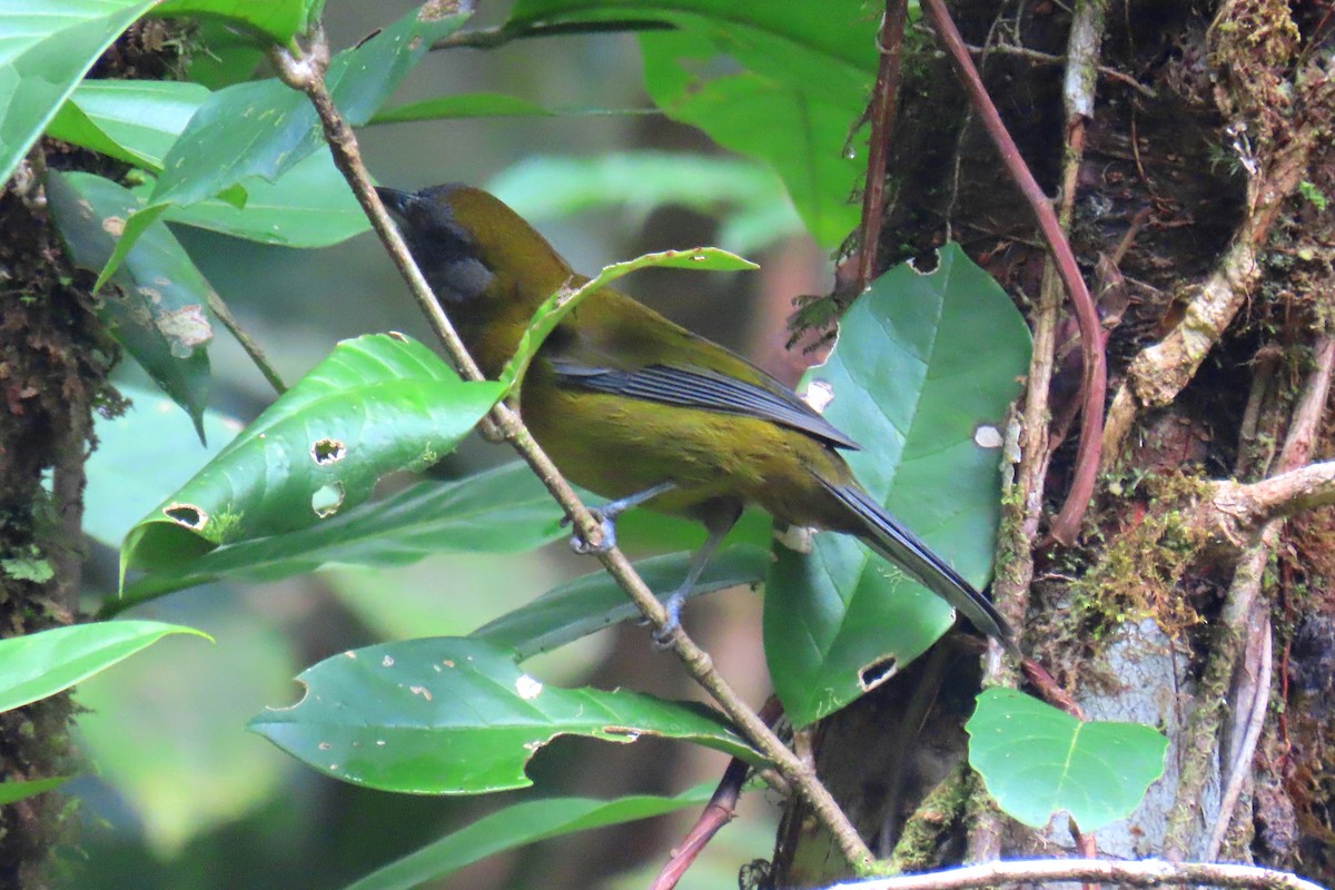 Olive-backed Tanager - ML622714549