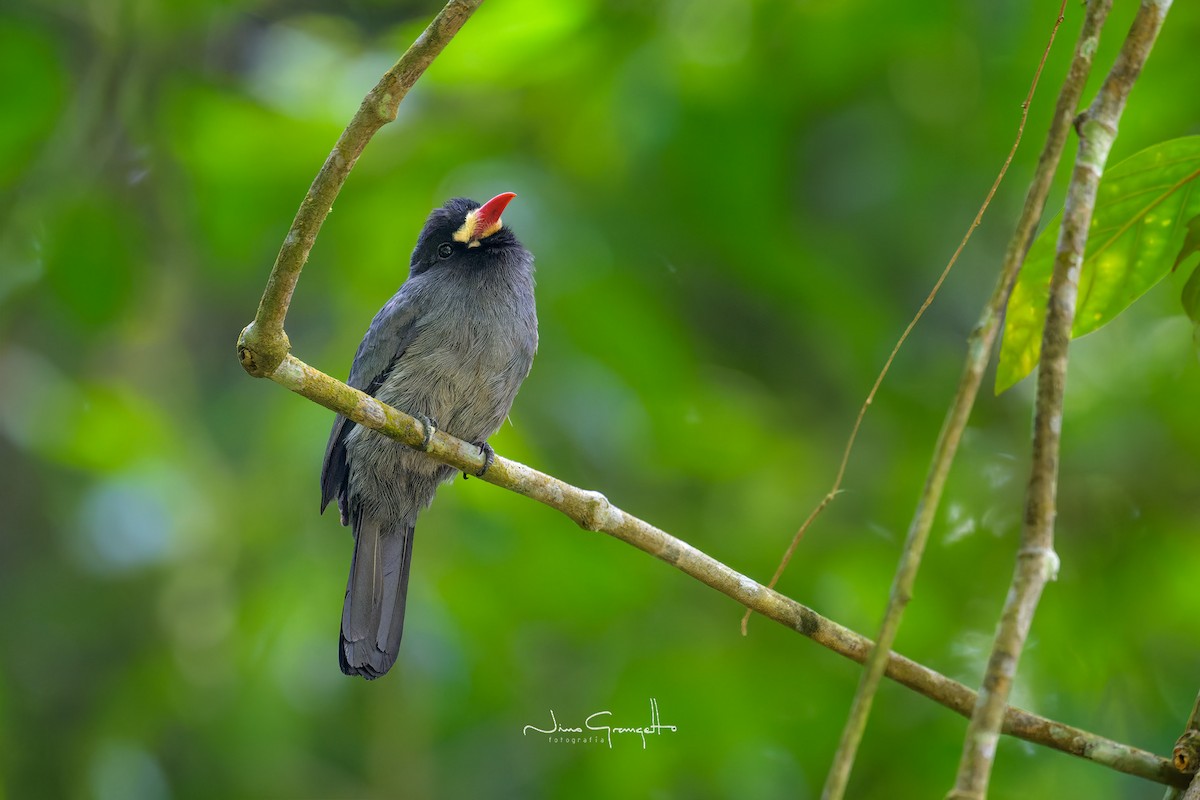 White-fronted Nunbird - Aldo Grangetto