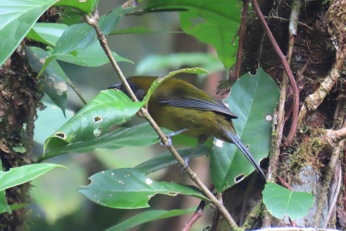 Olive-backed Tanager - ML622714569