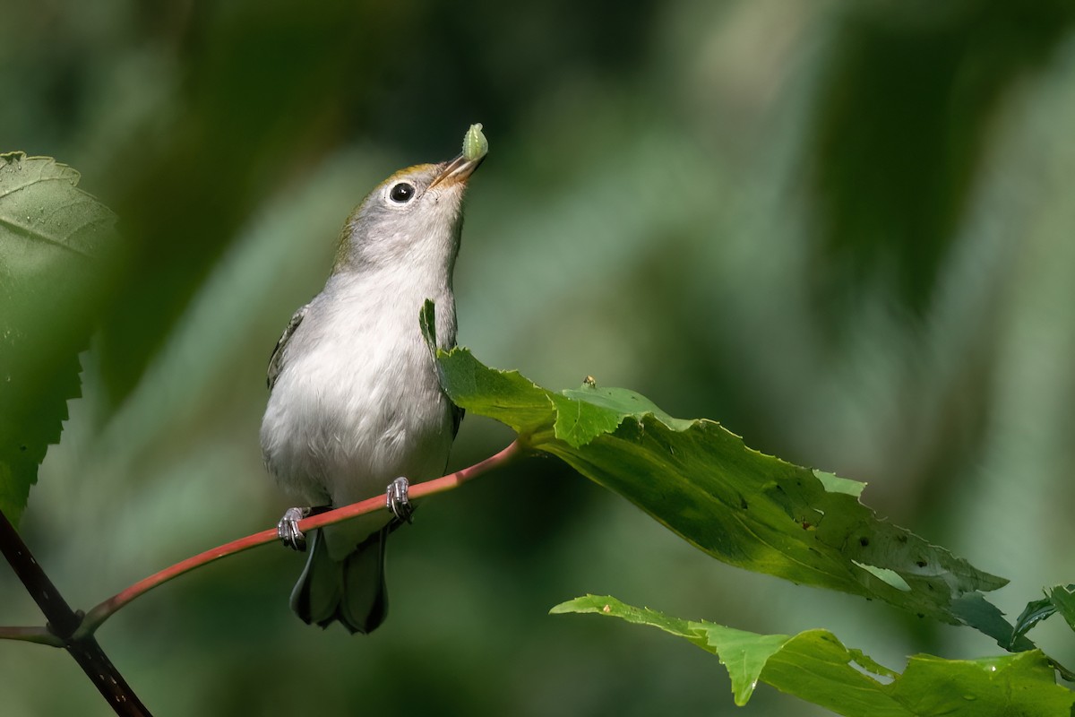 Chestnut-sided Warbler - ML622714653