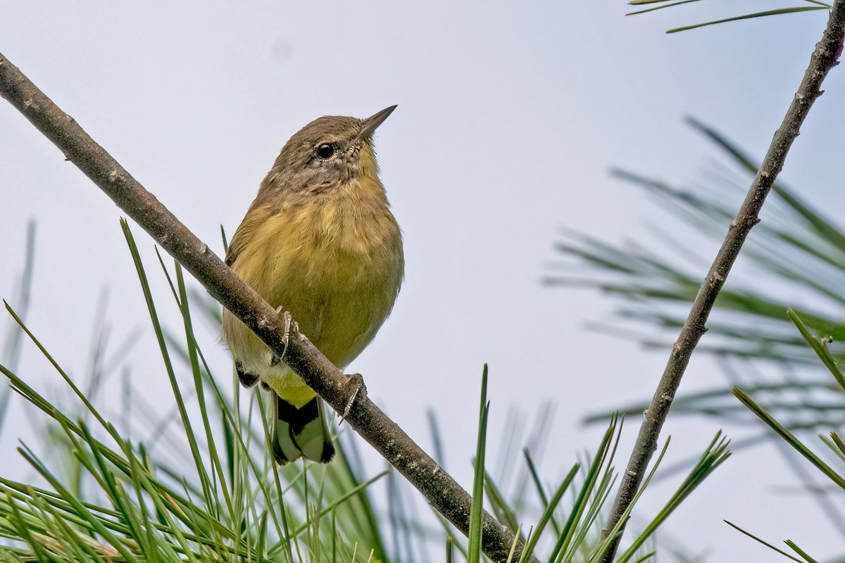 Palm Warbler - ML622714682